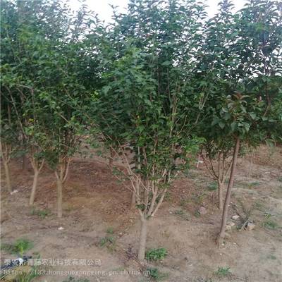 重瓣木槿 園林綠化中的“夏日錦緞”，青藤農業源頭基地品種齊全
